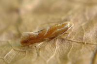 Phyllonorycter corylifoliella