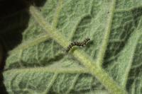 Cucullia verbasci