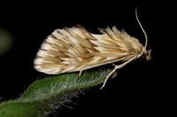 Cynaeda dentalis