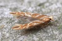 Pyroderces argyrogrammos