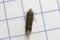 Scrobipalpa atriplicella