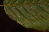 Stigmella microtheriella