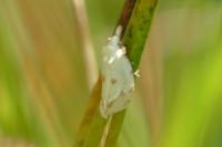 Agapeta hamana