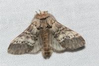 Drymonia ruficornis