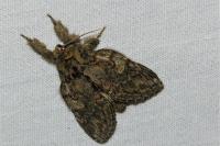Peridea anceps