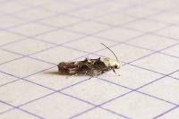 Mompha propinquella