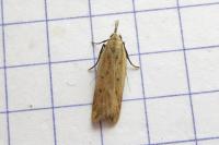 Dichomeris limosella