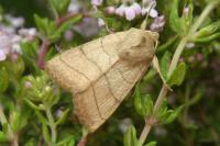 Charanyca trigrammica