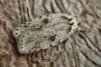 Agonopterix arenella