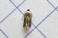 Zimmermannia atrifrontella
