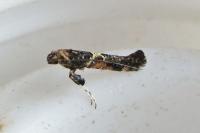 Gracillaria loriolella