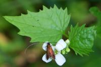 Cauchas rufimitrella