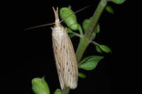 Ematheudes punctella