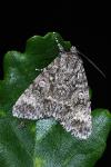 Acronicta megacephala