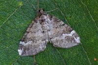 Perizoma lugdunaria