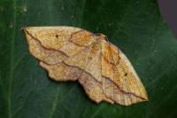 Epione repandaria