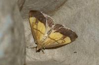Evergestis limbata