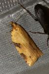 Clepsis spectrana
