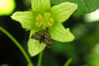 Anthophila fabriciana