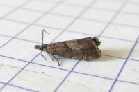 Dichrorampha acuminatana