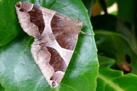 Dysgonia algira