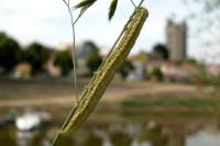 Eremobia ochroleuca