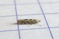 Phyllonorycter comparella