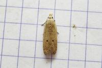 Nothris verbascella
