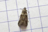 Acrobasis consociella