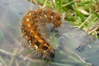 Euplagia quadripunctaria