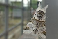 Furcula furcula