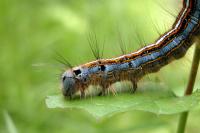 Malacosoma neustria