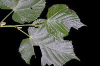 Tiliacea citrago