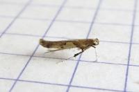 Caloptilia honoratella