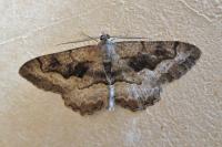 Alcis repandata