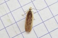 Nothris congressariella