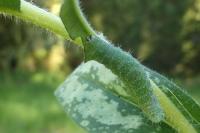 Euchalcia modestoides