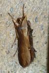 Cucullia verbasci