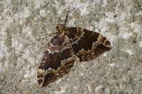 Lampropteryx suffumata