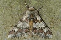Biston strataria