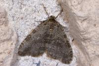 Epirrita dilutata