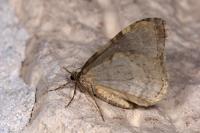 Epirrita dilutata