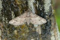 Gymnoscelis rufifasciata