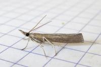 Pediasia contaminella