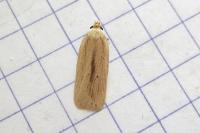 Agonopterix pallorella