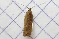 Helcystogramma triannulella