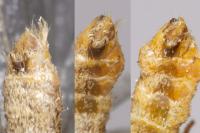 Epirrita dilutata