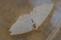 Cabera exanthemata