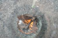 Acherontia atropos
