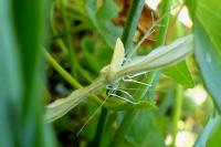 Pterophorus pentadactylus